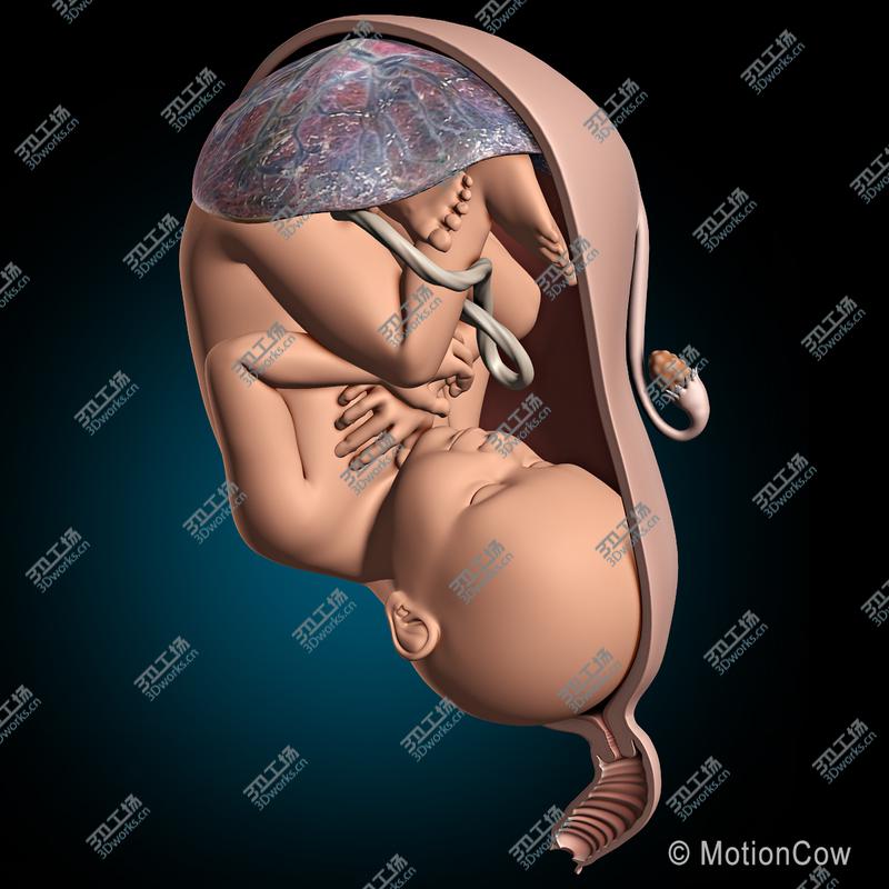 images/goods_img/20210113/Pregnant, Fetus & Uterus/4.jpg